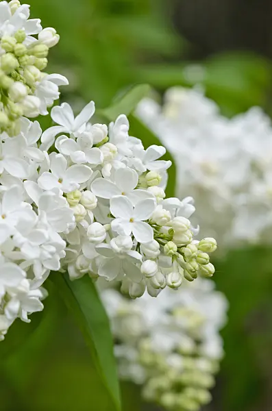 520116 - Common lilac (Syringa vulgaris 'Königin Luise')