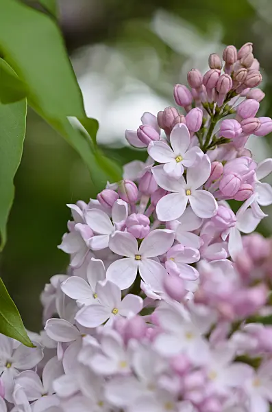 520083 - Common lilac (Syringa vulgaris 'Macrostachya')