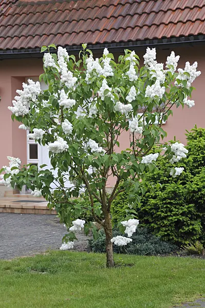 517248 - Common lilac (Syringa vulgaris 'Mme Lemoine')