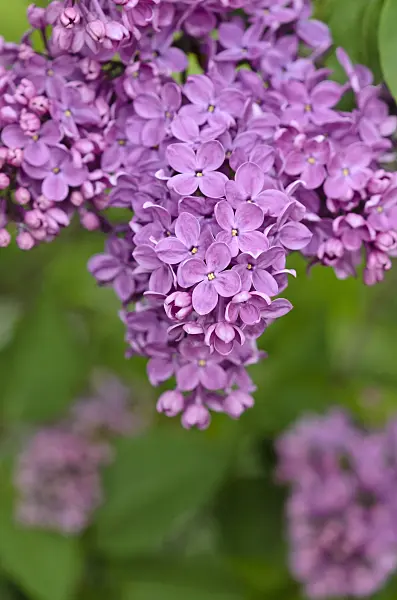520081 - Common lilac (Syringa vulgaris 'Mme Lemoine')