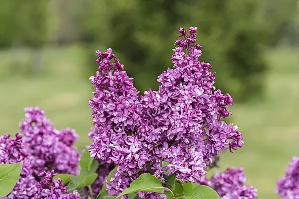 651546 - Common lilac (Syringa vulgaris 'Mrs. Edward Harding')