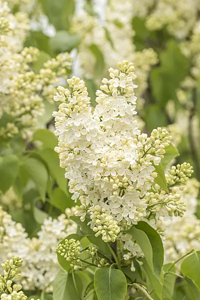 625382 - Common lilac (Syringa vulgaris 'Primrose')