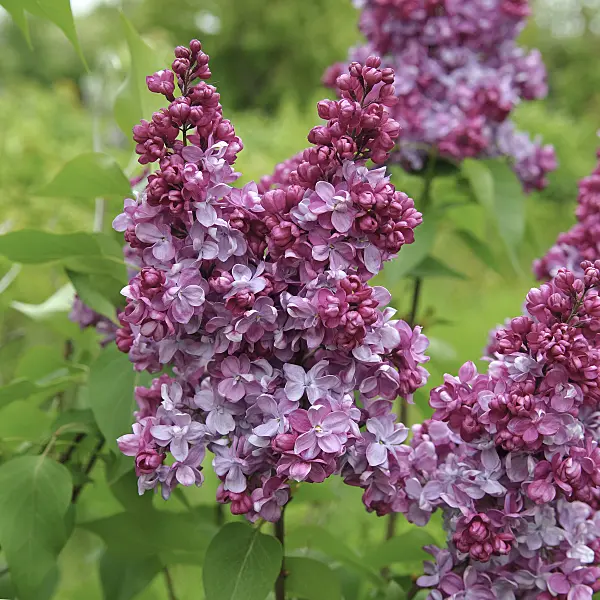 547306 - Common lilac (Syringa vulgaris 'Prince Wolkonsky')