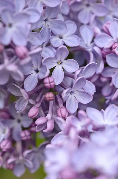 520079 - Common lilac (Syringa vulgaris 'Réaumur')