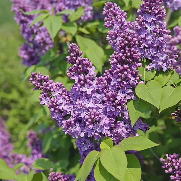 502439 - Common lilac (Syringa vulgaris 'Ruhm von Horstenstein')