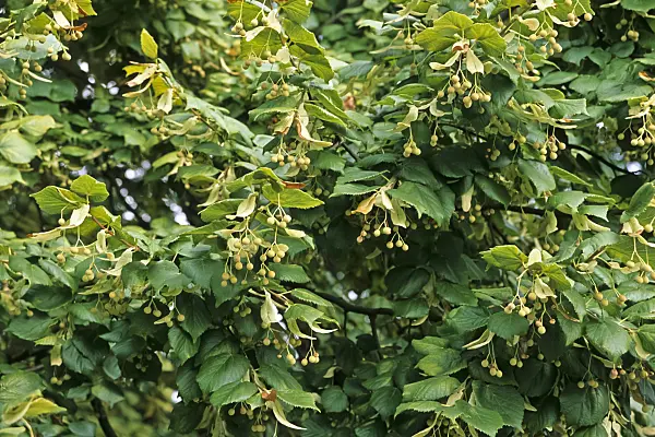 442071 - Common lime (Tilia x europaea)