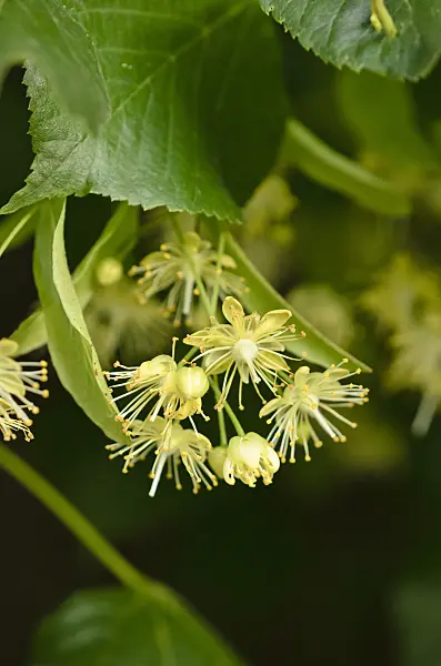 521377 - Common lime (Tilia x europaea)