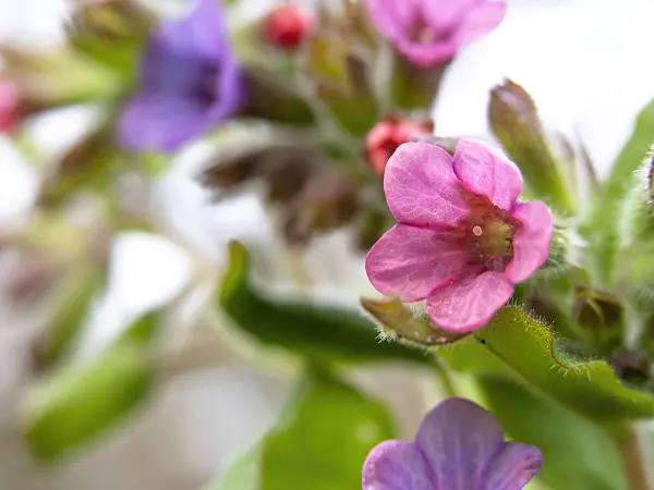 436229 - Common lungwort (Pulmonaria officinalis)