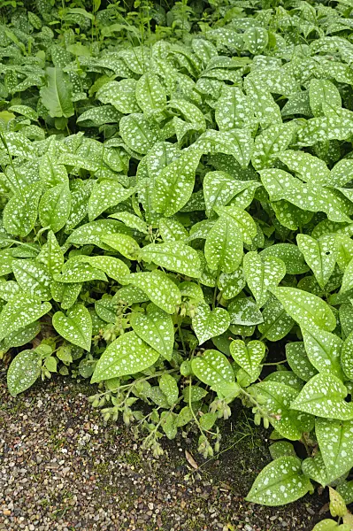 484202 - Common lungwort (Pulmonaria officinalis)