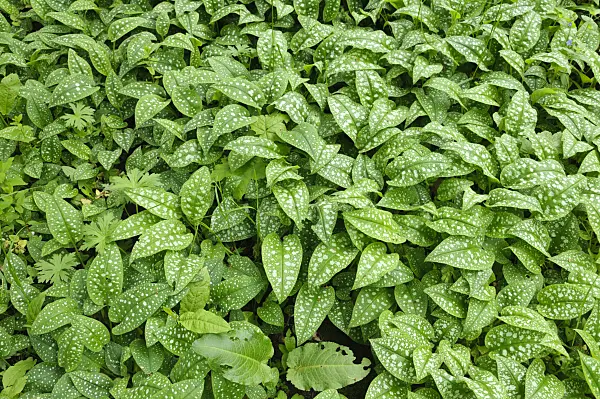 484203 - Common lungwort (Pulmonaria officinalis)