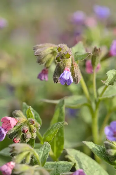 519055 - Common lungwort (Pulmonaria officinalis)
