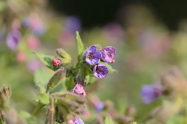 519056 - Common lungwort (Pulmonaria officinalis)