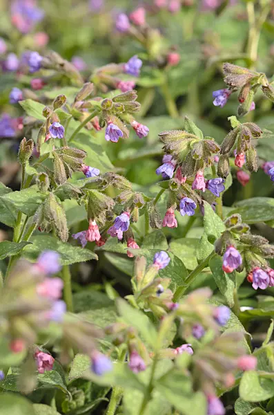 519057 - Common lungwort (Pulmonaria officinalis)