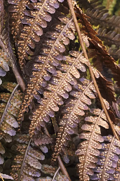 385020 - Common male fern (Dryopteris filix-mas)