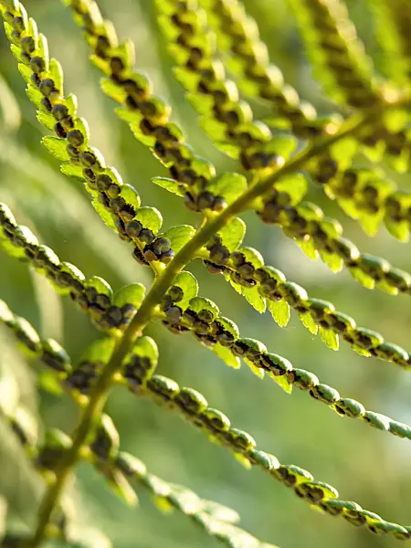 426325 - Common male fern (Dryopteris filix-mas)