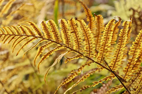 466020 - Common male fern (Dryopteris filix-mas)