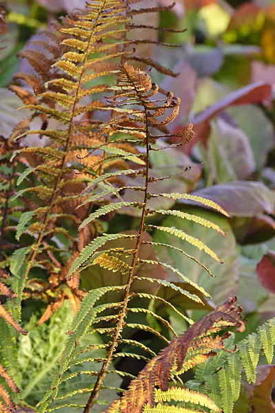 479012 - Common male fern (Dryopteris filix-mas)