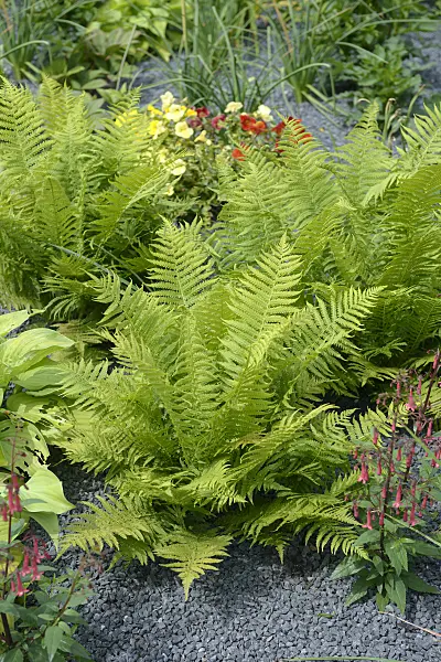 535401 - Common male fern (Dryopteris filix-mas)