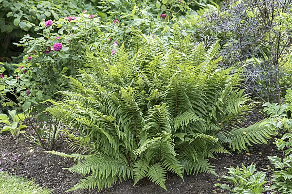 651225 - Common male fern (Dryopteris filix-mas)