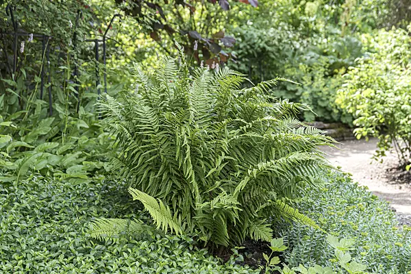 651226 - Common male fern (Dryopteris filix-mas)