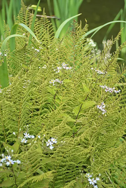 517437 - Common male fern (Dryopteris filix-mas) and blue wood aster (Aster cordifolius 'Silver Spray')