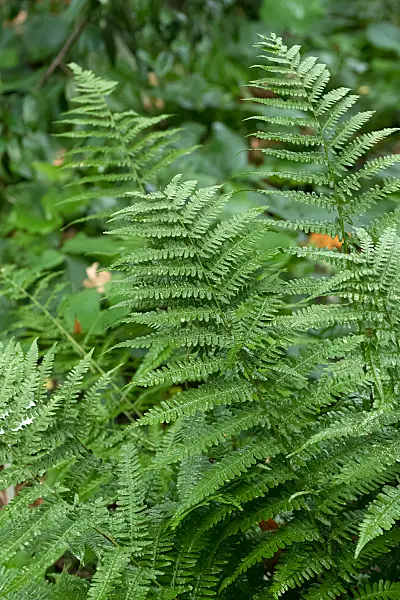 675024 - Common male fern (Dryopteris filix-mas 'Furcans')
