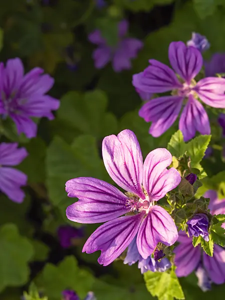 427181 - Common mallow (Malva sylvestris)