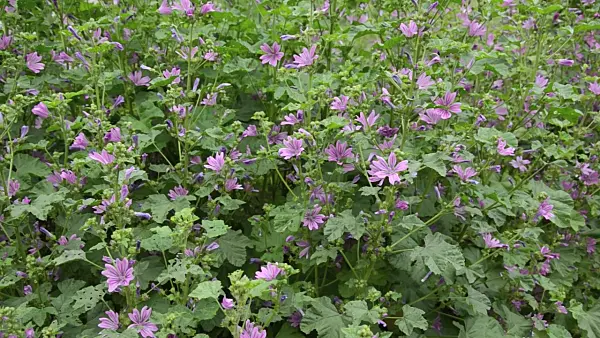 497152 - Common mallow (Malva sylvestris)