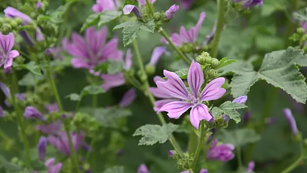 497153 - Common mallow (Malva sylvestris)
