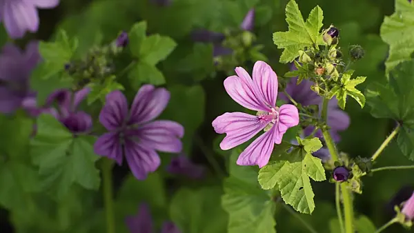 510018 - Common mallow (Malva sylvestris)