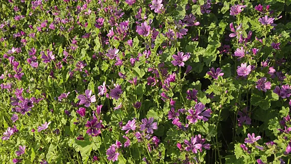 510019 - Common mallow (Malva sylvestris)