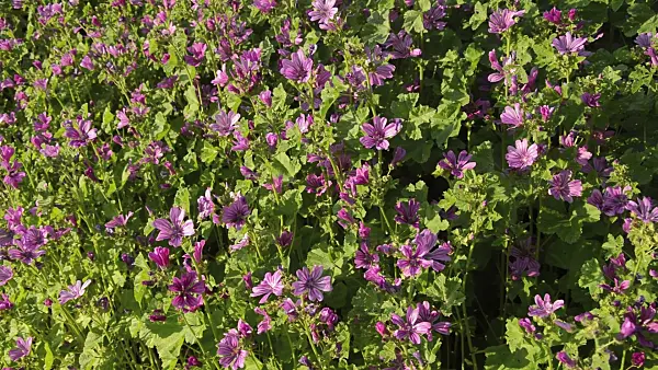 510020 - Common mallow (Malva sylvestris)