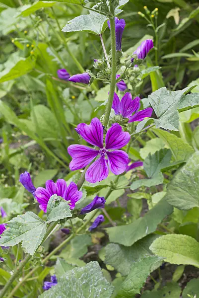 572118 - Common mallow (Malva sylvestris)