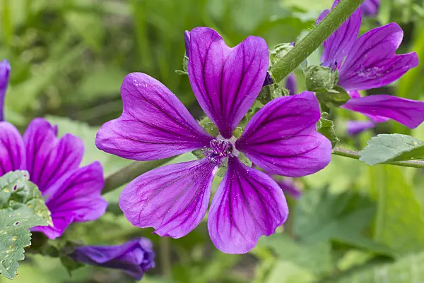572119 - Common mallow (Malva sylvestris)
