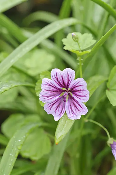 487107 - Common mallow (Malva sylvestris var. mauritiana)