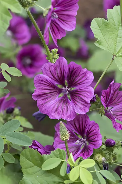 651381 - Common mallow (Malva sylvestris var. mauritiana)