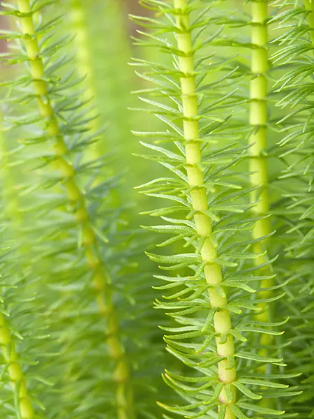 428325 - Common mare's tail (Hippuris vulgaris)