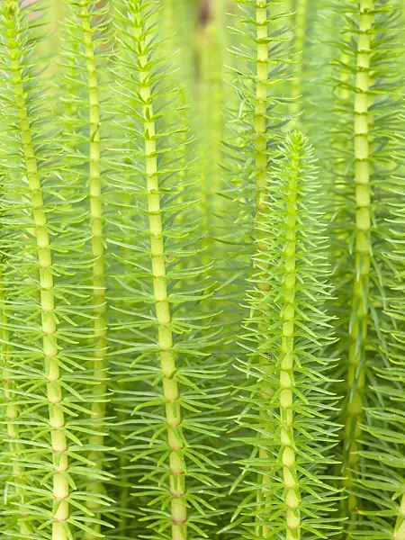 428326 - Common mare's tail (Hippuris vulgaris)