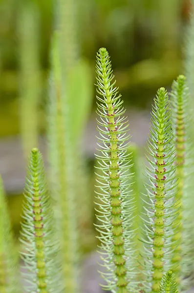 520410 - Common mare's tail (Hippuris vulgaris)