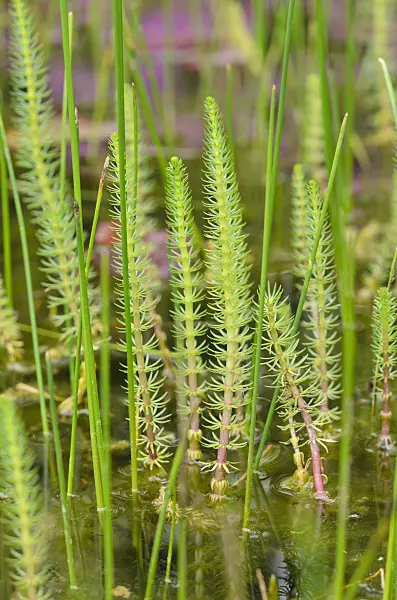 520413 - Common mare's tail (Hippuris vulgaris)