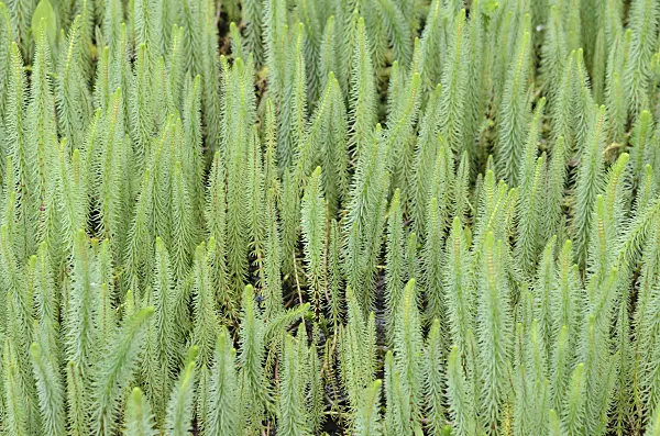 533550 - Common mare's tail (Hippuris vulgaris)