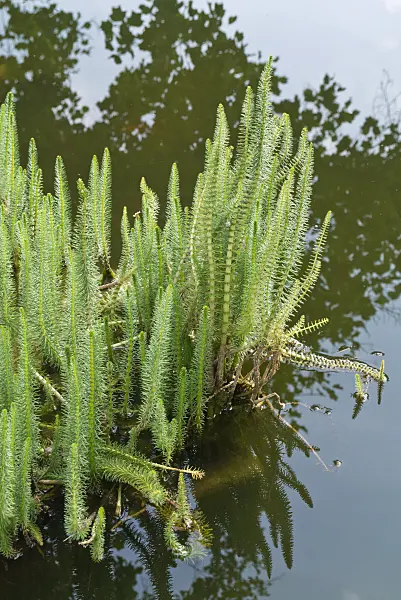 608111 - Common mare's tail (Hippuris vulgaris)