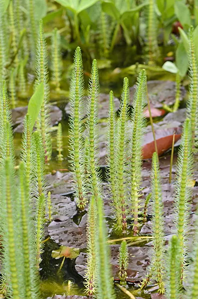 520408 - Common mare's tail (Hippuris vulgaris) and water lily (Nymphaea)