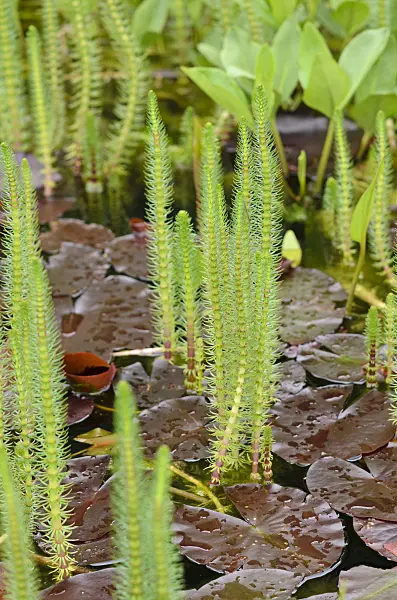 520411 - Common mare's tail (Hippuris vulgaris) and water lily (Nymphaea)