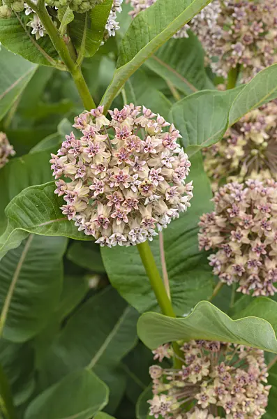 497116 - Common milkweed (Asclepias syriaca)