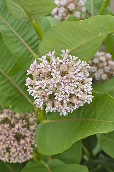497117 - Common milkweed (Asclepias syriaca)
