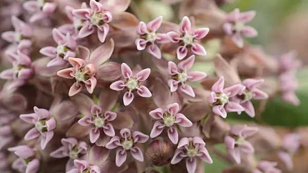 509241 - Common milkweed (Asclepias syriaca)