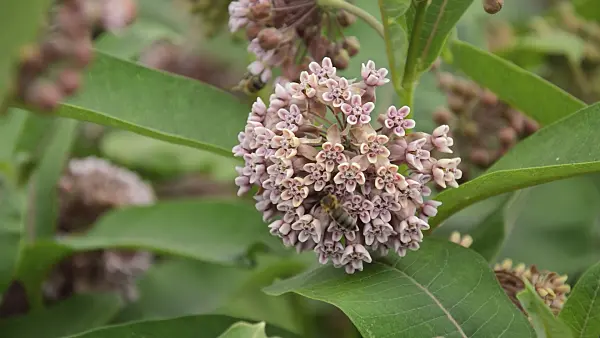 509239 - Common milkweed (Asclepias syriaca) and bees (Apis)