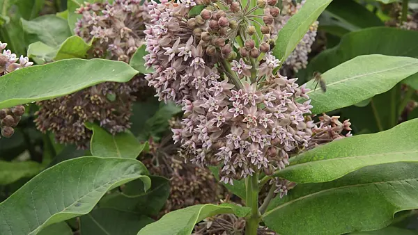 509240 - Common milkweed (Asclepias syriaca) and bees (Apis)