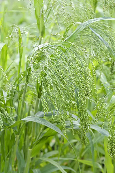 487161 - Common millet (Panicum miliaceum)